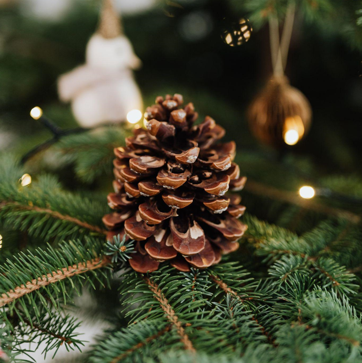 The Christmas Tree: A Festive Tradition Steeped in History