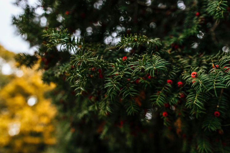 Love and Romance Meet Sustainability with Green Artificial Christmas Trees